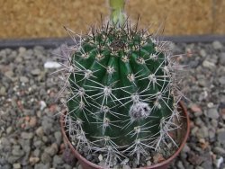 Echinopsis hybrid pot 7 cm - 12413552