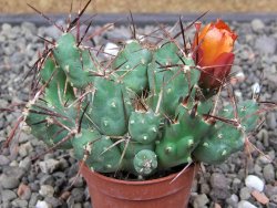 Tephrocactus rossianus aurantiaco flore pot 7 cm