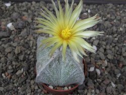 Astrophytum coahuilense quadricostatum, pot 5,5 cm