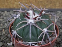 Echinocactus horizonthalonius Corazon del Monte pot 6,5 cm