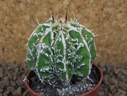Astrophytum Dinosaur (Fukurio Hannya) květináč 5,5 cm - 12413711