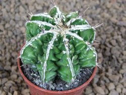 Astrophytum Dinosaur (Fukurio Hannya) květináč 5,5 cm
