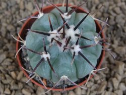 Echinocactus horizonthalonius La Apples, pot 5,5 cm - 12413745