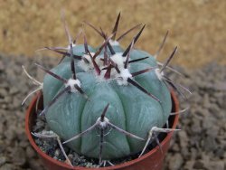 Echinocactus horizonthalonius La Apples, pot 5,5 cm - 12413746