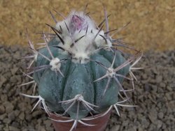 Echinocactus horizonthalonius květináč 5,5 cm