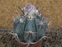 Echinocactus horizonthalonius květináč 5,5 cm - 12413748