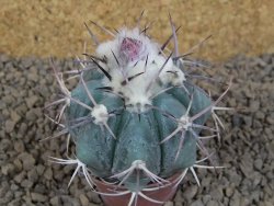 Echinocactus horizonthalonius květináč 5,5 cm - 12413749