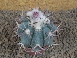Echinocactus horizonthalonius květináč 5,5 cm - 12413750