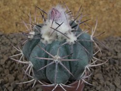 Echinocactus horizonthalonius květináč 5,5 cm - 12413751