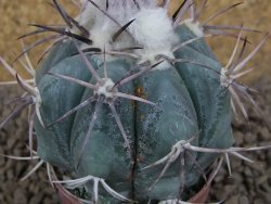 Echinocactus horizonthalonius květináč 5,5 cm - 12413752