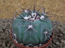 Echinocactus horizonthalonius KMR 22 Entroque Huizache, pot 5,5 cm