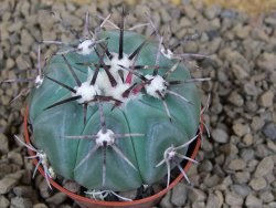 Echinocactus horizonthalonius KMR 22 Entroque Huizache, pot 5,5 cm - 12413760