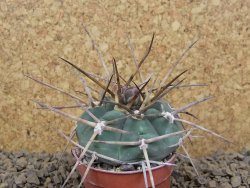 Gymnocalycium armatum LH 1431 Pajcho centro Tarija, květináč 5,5 cm - 12413770