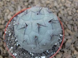 Tephrocactus geometricus květináč 5,5 cm - 12413774