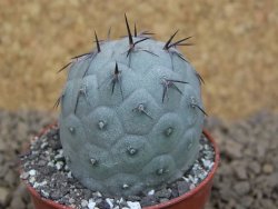 Tephrocactus geometricus květináč 5,5 cm - 12413776