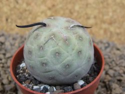 Tephrocactus geometricus květináč 5,5 cm - 12413779