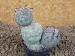 Tephrocactus geometricus květináč 5,5 cm - 12413789