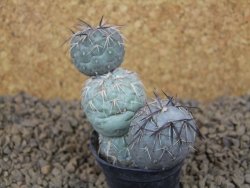 Tephrocactus geometricus květináč 5,5 cm - 12413792