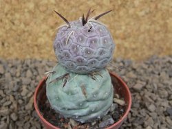 Tephrocactus geometricus květináč 5,5 cm - 12413796