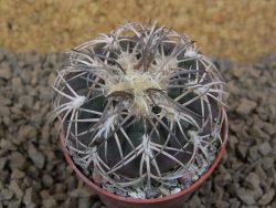 Gymnocalycium spegazzinii punillaense Tom 06-81/1 El Obelisco, pot 5,5 cm
