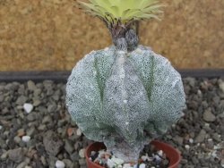 Astrophytum myriostigma fukurio B, květináč 5,5 cm - 12413812