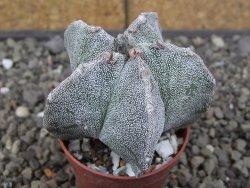 Astrophytum myriostigma z fukurio B, květináč 5,5 cm - 12413819