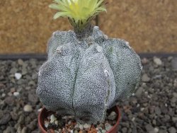 Astrophytum myriostigma z fukurio B, květináč 5,5 cm - 12413822