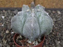 Astrophytum myriostigma z fukurio B, květináč 5,5 cm - 12413826