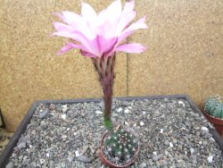 Echinopsis hybrid pot 5,5 cm - 12413833
