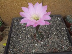 Echinopsis hybrid pot 5,5 cm - 12413834