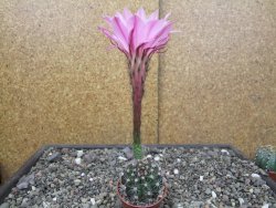 Echinopsis hybrid pot 5,5 cm - 12413839
