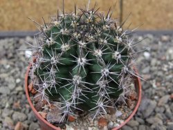 Echinopsis hybrid, květináč 6,5 cm - 12413883