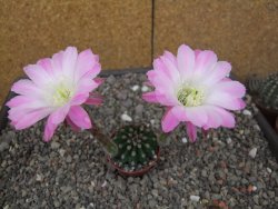 Echinopsis hybridaff eyresii, květináč 5,5 cm Světlá romantika