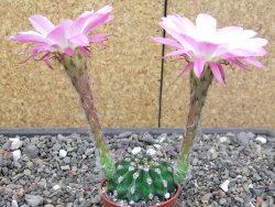 Echinopsis hybridaff eyresii, květináč 5,5 cm Světlá romantika - 12413888