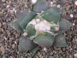 Ariocarpus furfuraceus květináč 5,5 cm cm