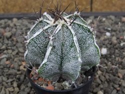 Astrophytum Dinosaur X ornatum květináč 5,5 cm - 12413906