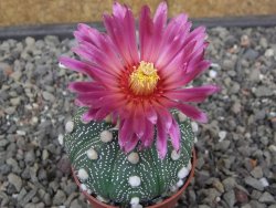 Astrophytum asterias X red flower akabana červený květ, květináč 5,5 cm