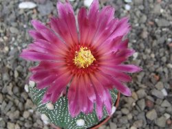 Astrophytum asterias X red flower akabana červený květ, květináč 5,5 cm - 12413916