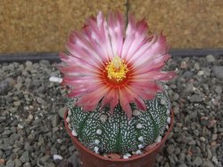 Astrophytum asterias X red flower akabana červený květ, květináč 6,5 cm
