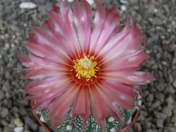 Astrophytum asterias X red flower akabana červený květ, květináč 6,5 cm - 12413922