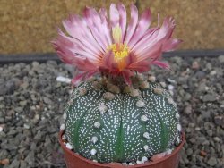 Astrophytum asterias X red flower akabana červený květ, květináč 6,5 cm - 12413923