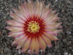 Astrophytum niveum X red flower akabana červený květ, květináč 5,5 cm - 12413930
