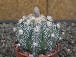 Astrophytum niveum X red flower akabana červený květ, květináč 5,5 cm - 12413935