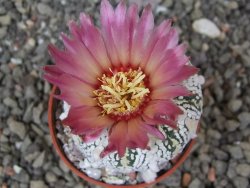 Astrophytum Super Kabuto X red flower akabana červený květ, květináč 5,5 cm - 12413939