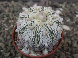 Astrophytum Super Kabuto X red flower akabana červený květ, květináč 5,5 cm - 12413941