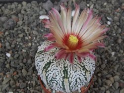 Astrophytum Super Kabuto X red flower akabana červený květ, květináč 5,5 cm - 12413946