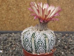 Astrophytum Super Kabuto X red flower akabana červený květ, květináč 5,5 cm - 12413947