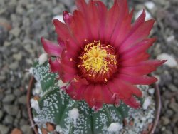Astrophytum Super Kabuto X red flower akabana červený květ, květináč 7 cm - 12413961