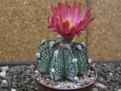 Astrophytum Super Kabuto X red flower akabana červený květ, květináč 7 cm - 12413962