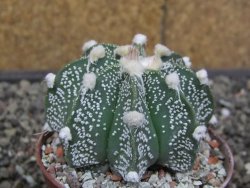 Astrophytum Super Kabuto X red flower akabana červený květ, květináč 7 cm - 12413964